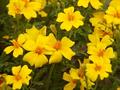 Tagetes tenuifolia